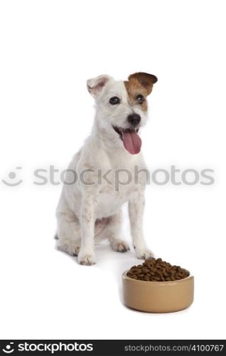 isolated jack russell terrier waiting for food over white background