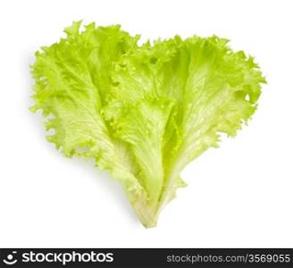 isolated leaf of salad