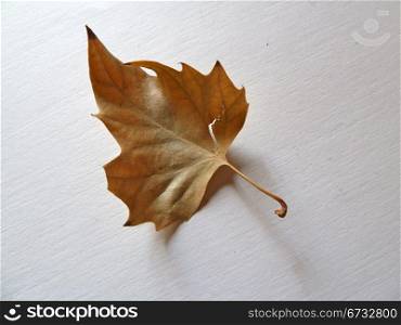 isolated leaf on a white background