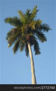 Isolated lush majestic palm tree against clear blue sky background.