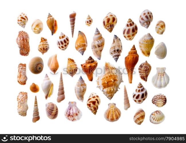 Isolated objects: assorted seashells, isolated on white background