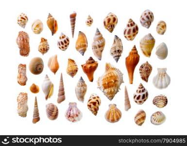 Isolated objects: assorted seashells, isolated on white background