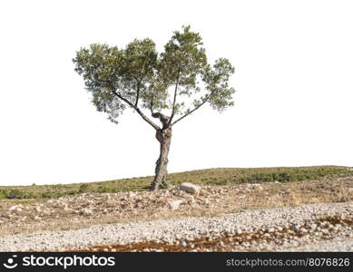 Isolated olive tree. Low poinf of view