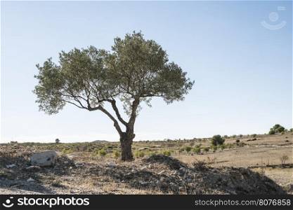 Isolated olive tree. Low poinf of view