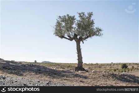 Isolated olive tree. Low poinf of view