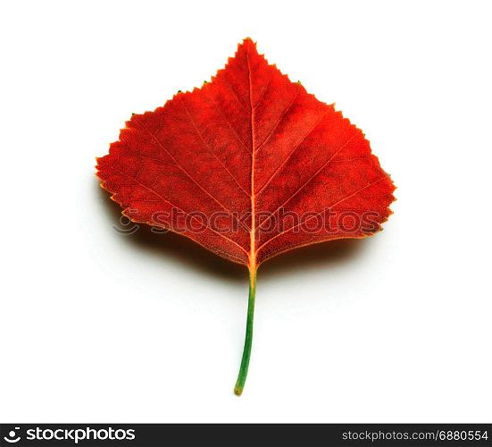 isolated on white autumn red leaf