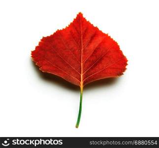 isolated on white autumn red leaf