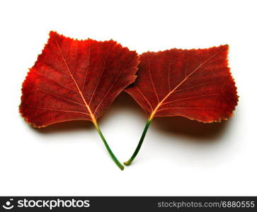 isolated on white autumn red leaf