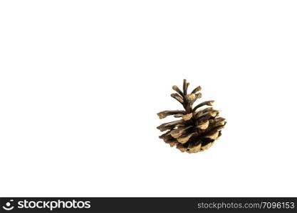 Isolated one brown pine cone on white background. Isolated brown pine cone on white background