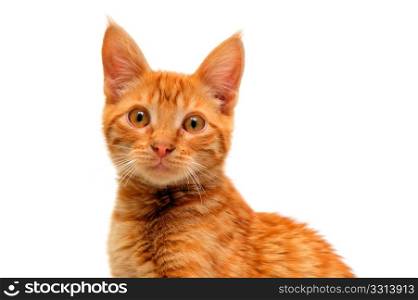Isolated Orange Cat. An orange kitten with large round eyes isolated on a white background