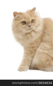 Isolated persian cat on white background