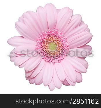 Isolated pink flower on white