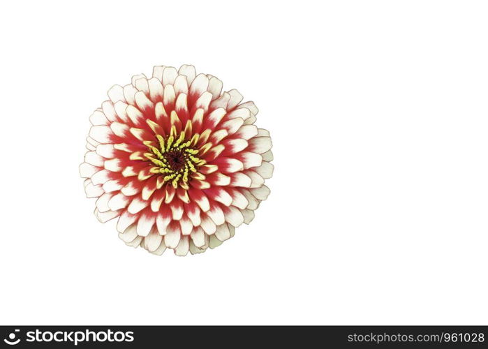 Isolated Pink Zinnia Bright colors attract insects on a white background with clipping path.
