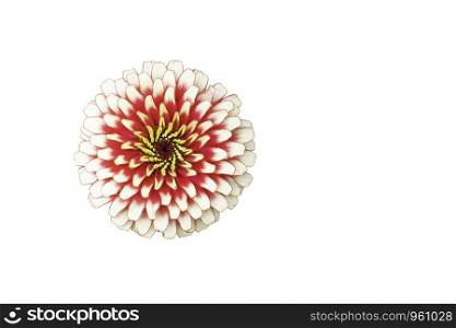 Isolated Pink Zinnia Bright colors attract insects on a white background with clipping path.
