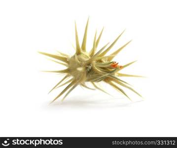 Isolated prickly. Element of design.