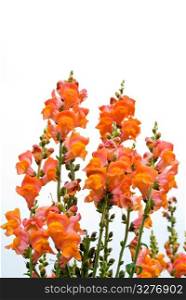 isolated red snapdragon flower, bunch of wild flowers.