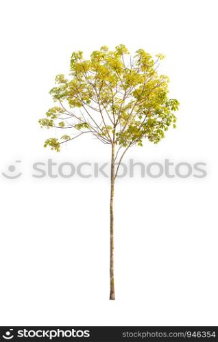 Isolated rubber trees on white background.