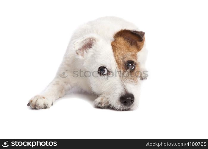 isolated sad and depressed jack russell terrier smiling and lying down over white background