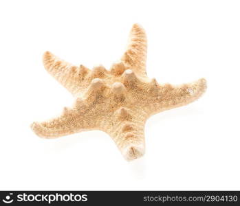 Isolated seastar on white