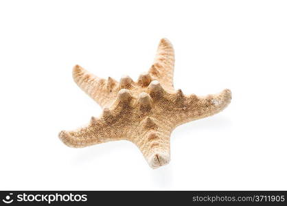 Isolated seastar on white