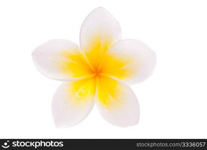 Isolated single yellow Leelawadee flower on white background