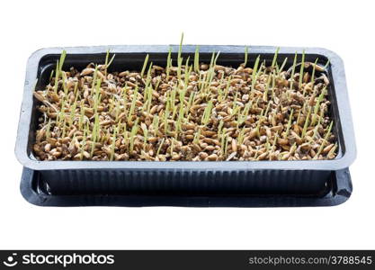 Isolated sprout of wheat grow in tray