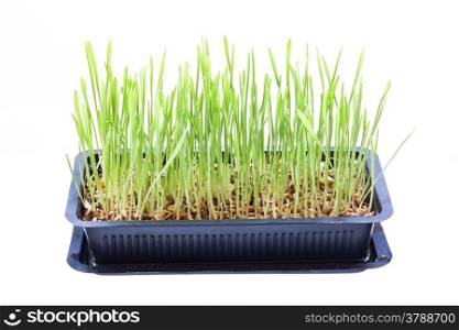 Isolated sprout of wheat grow in tray