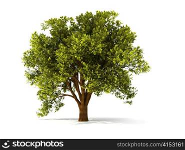 isolated summer tree with red foliage