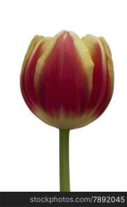 Isolated tulip at an angle, no background