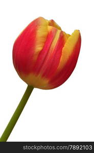 Isolated tulip at an angle, no background