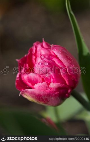 isolated tulip covered with dew