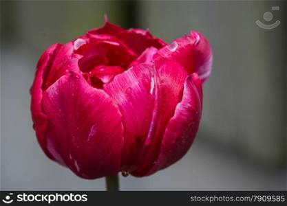 isolated tulip covered with dew