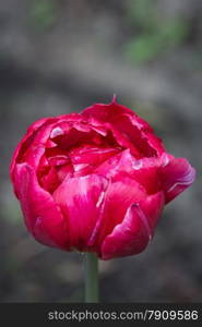 isolated tulip covered with dew