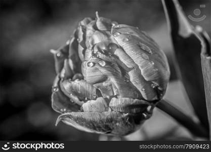 isolated tulip covered with dew in hdr
