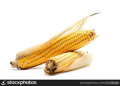 Isolated two fresh corns