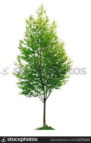 Isolated young tree