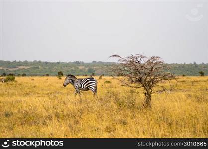 Isolated zebra in the savannah . Isolated zebra in the savannah countryside of Nairobi Park in Kenya