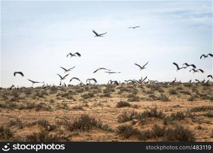 Israel, Negev, a flock of migrating storks fly over a cultivated field. Birds are a major pest to farmers. flock of migrating storks in israel
