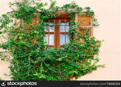 Israel Window Decorated with Plants in Tel Aviv