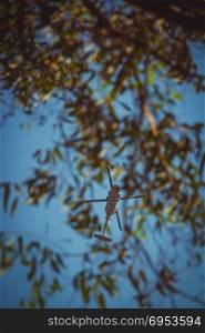 Israeli military UH-60 Black Hawk helicopter flying in the sky. Low angle view between tree branches.