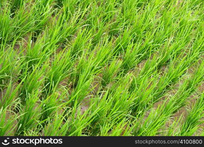 It is a green new rice land background.