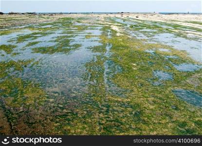 It is a green seaweed rock land.