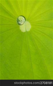 It is a leaf of waterlily with dew in the morning