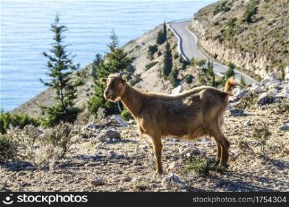 It is common on the island of Kefalonia to find goats on the road like the one we see in the image on the edge of a precipice over the Ionian Sea
