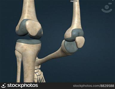 It is the weight-bearing component of the knee joint. 3d illustration. A hinge joint is a type of synovial joint that exists in the body and serves to allow motion primarily in one plane.
