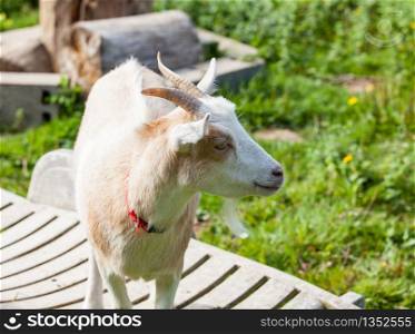 it is vacation time for a couple of goats lounging on lounge chairs in summer