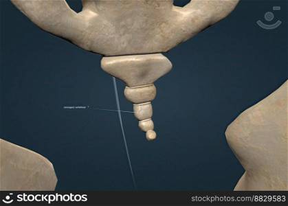 It lies beneath the sacrum, a bone structure at the base of your spine. Several tendons, muscles and ligaments connect to it. 3d illustration. Your coccyx is made up of three to five fused vertebrae