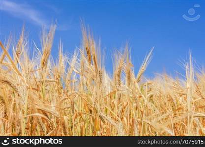 it&rsquo;s time to harvest. close-up ears of wheat against the sky