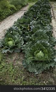 Italian cabbage, cultivated without pesticides in a local farm