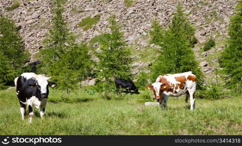 Italian cows during a sunny day close to Susa, Piedmont, Italian Alps